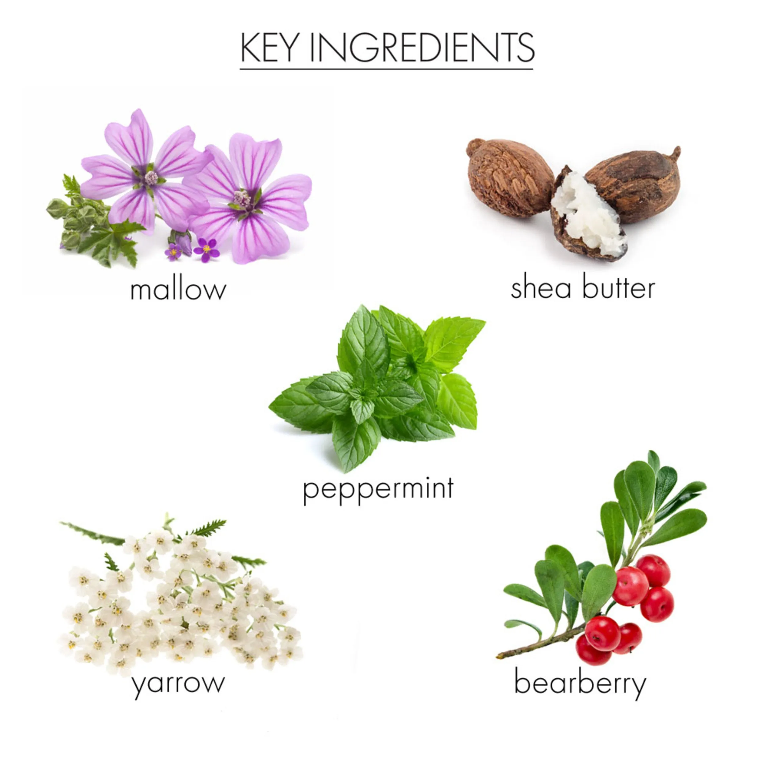 Coconut Milk & Verbena CC Body Cream