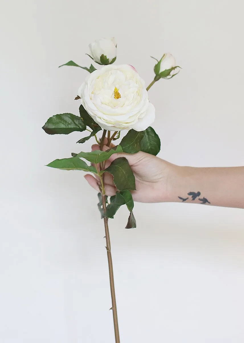 Cream Blush Real Touch English Cabbage Rose - 22.5" Tall
