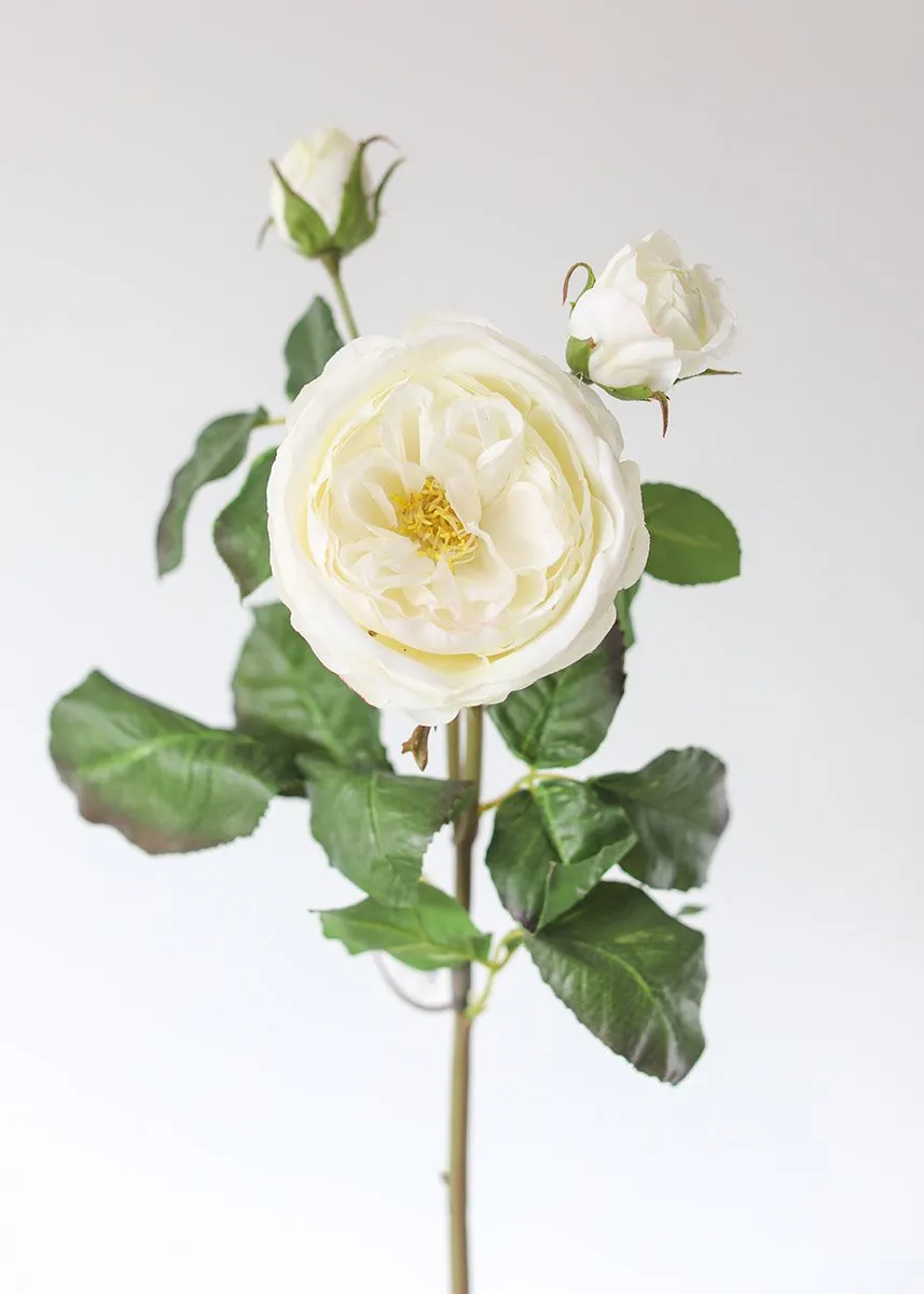 Cream Blush Real Touch English Cabbage Rose - 22.5" Tall